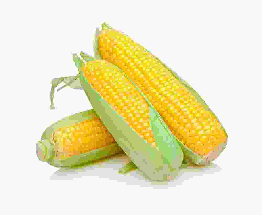Organic Sweet Corn