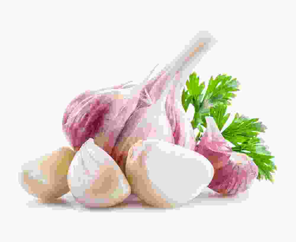 German Porcelain Garlic