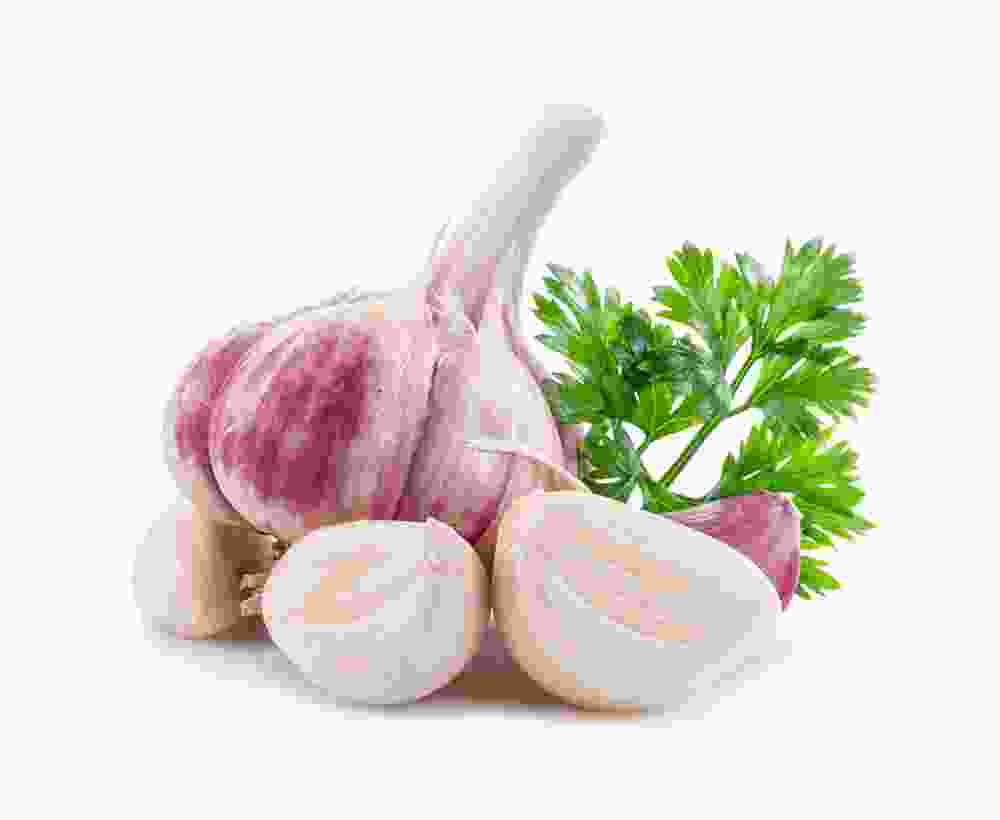 German Porcelain Garlic