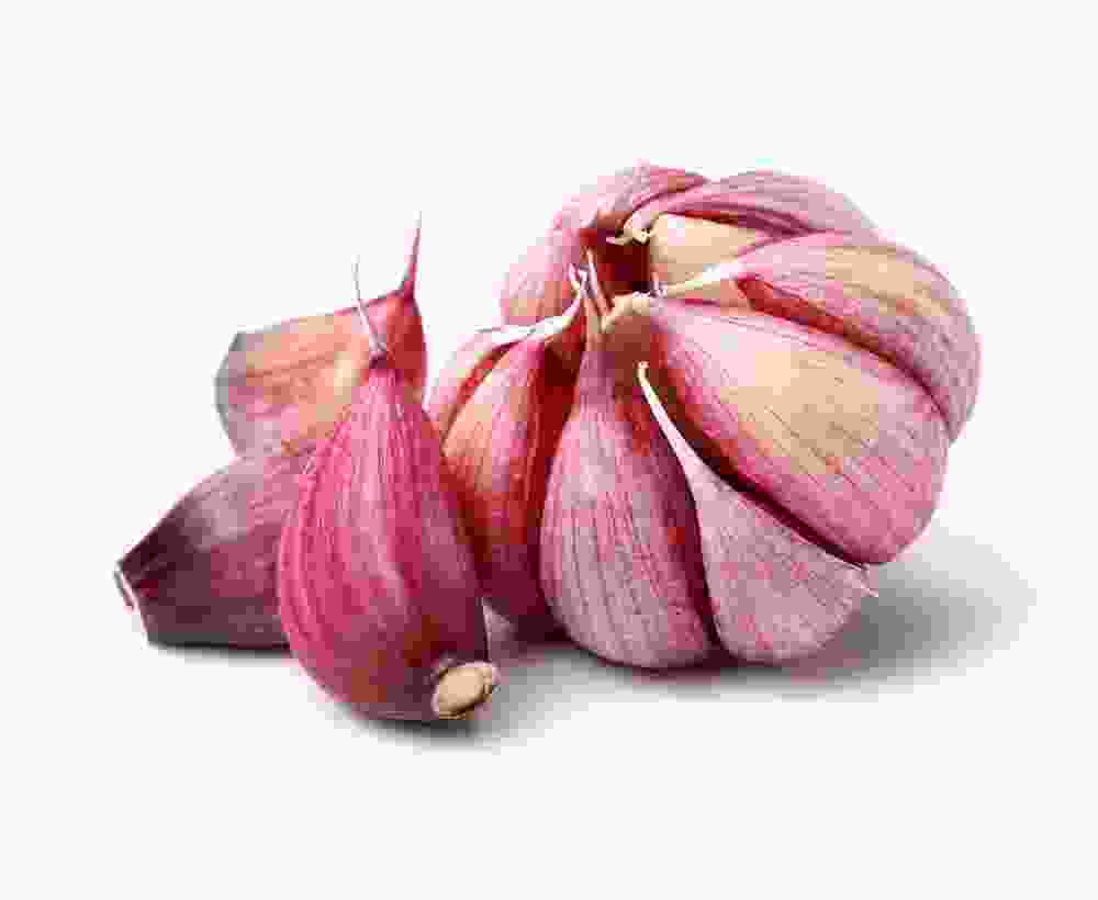 German Porcelain Garlic - Image 4