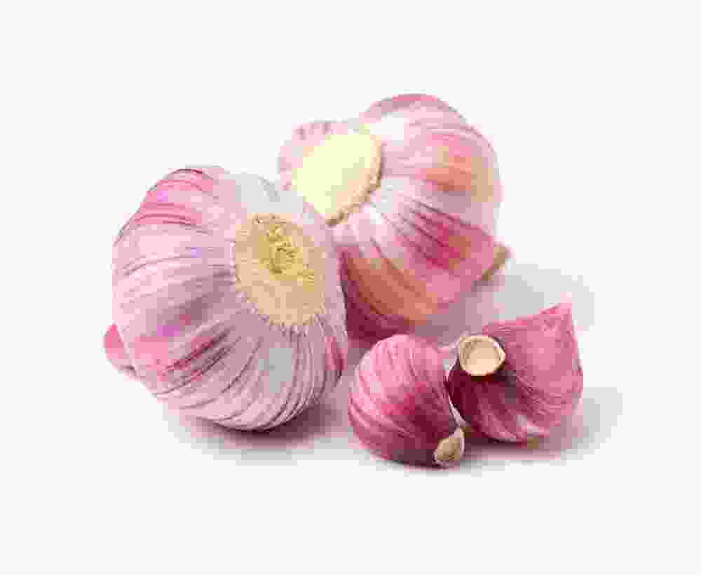 German Porcelain Garlic - Image 5